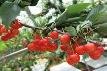 JAタウンのショップ｢JA全農あおもり｣で初夏の味覚｢紅秀峰｣を販売！青森県産のさくらんぼを数量限定でお届け