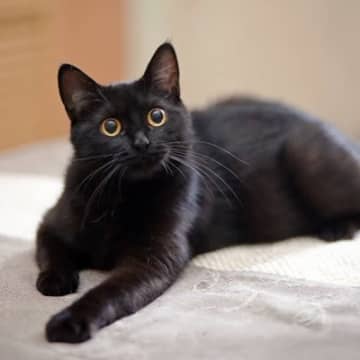 猫も『笑顔』を見せることがある？猫流の笑った顔の特徴3つ　どんなときによく見られる？
