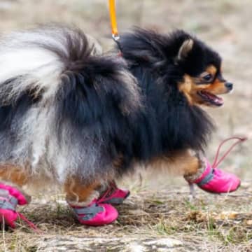 『犬用グッズ』の間違った使い方4つ　起こりうるリスクの可能性から正しい使用方法まで