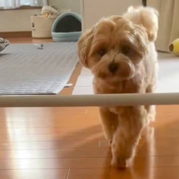 『犬のキッチン侵入防止用の棒』を少し高くした結果…初ドッキリで見せた『可愛すぎる行動』が38万再生「くぐらないの草」「ビックリしてるｗ」