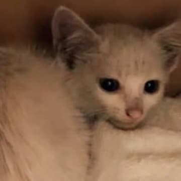ノミと汚れで灰色だった子猫→シャンプーした結果……思わず驚く"シンデレラ級の変身"に「めちゃくちゃ美猫」「よかったね」と感動の声続出