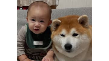 「がまんがまん…」1歳男の子のプッシュに耐える柴犬のつぶれた顔が話題！何かを訴えるなんとも言えない表情に「不憫で可愛い」【激かわアニマル奇跡の瞬間】
