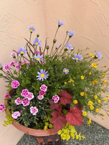 見切り品の花の苗もまだまだ見ごたえあり！