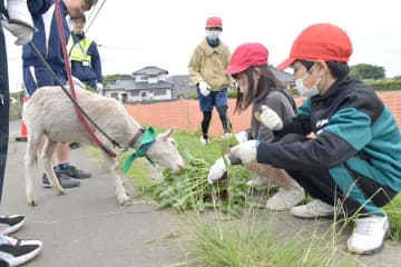 ヤギと一緒に除草活動　鉾田の児童・園児　歩道130メートルきれいに　茨城