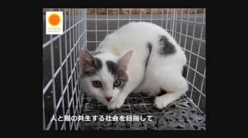 ふるさと納税で猫の命を守る「ひなたの猫応援プロジェクト」　殺処分ゼロ目指しクラウドファンディング