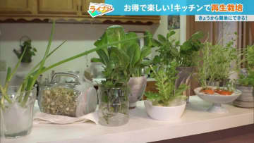 豆苗のほか小松菜、にんにく、ちんげん菜、バジルも自分で簡単に作れる！ お得で楽しい、キッチンで“再生栽培”が話題沸騰中