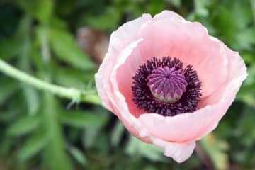 5月30日の花とは？【366日の誕生花と幸せの花言葉】