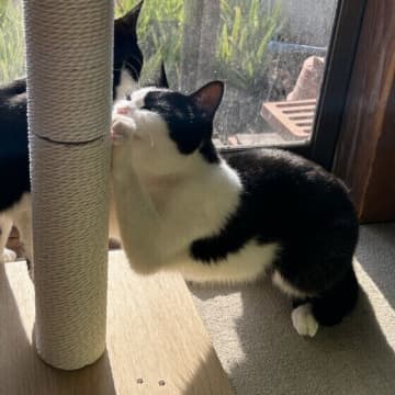 猫の爪切りはした方がいい？ うまく進めるコツは？ ｜獣医師解説