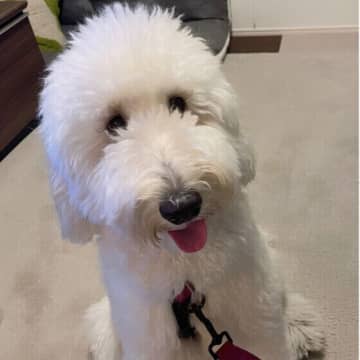 犬の成犬期からシニア期で注意すべき病3選 　健康管理のポイント
