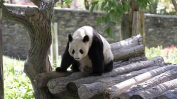 オーストリア生まれのパンダ「福鳳」、元気な姿を披露　中国四川省