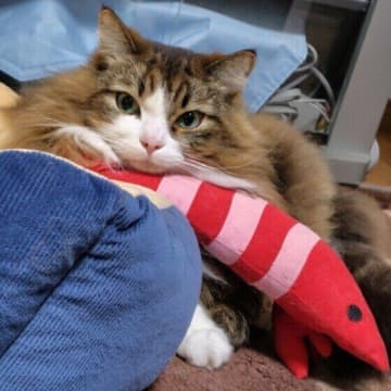 猫が転落したらどうすればいい？　応急処置法や落下防止対策を専門家が解説！