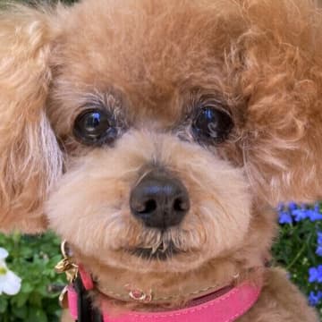 犬が話すように「アウアウ」鳴く理由は？ 犬がしゃべるように鳴くときの気持ち