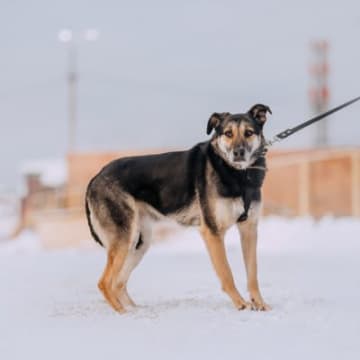 犬が『シッポを下げている』ときの心理５つ　どんな気持ちになっているの？愛犬が考えていることとは