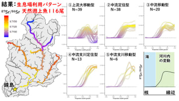 産卵場に集結したアユの生涯履歴の解読に成功～生まれた時期でその後の運命が変わる!? 長良川研究～