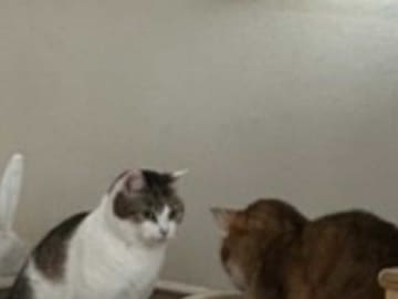 トイレをする猫、正面には…？　飼い主が撮影した１枚に「吹いた」「斬新すぎる」