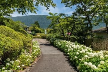 箱根強羅公園に111鉢のあじさいフォトスポットが登場。6月下旬にアナベルロードも