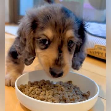 『大きくなっても3.5キロ』と言われた小さい犬…半年後→想定と違いすぎる『衝撃的な現在』が129万再生「むしろ親孝行」「重さも愛おしい」