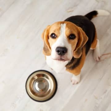 愛犬から『おやつのおねだり』がしつこい時はどうしたらいい？　飼い主ができる工夫や対処法をご紹介