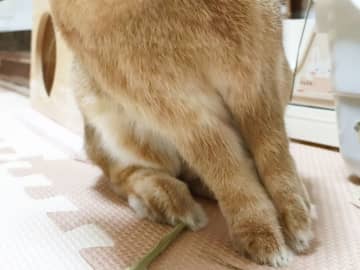 「今日イチ爆笑した」　ウサギの写真を撮った結果？「どういう感情！？」「思ってたんと違う」