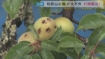 被害額48億円！梅農家を襲った「ひょう被害」で売上げ半減　このままでは食べていけない　起死回生は「梅エキス」醤油のように使えておいしい！