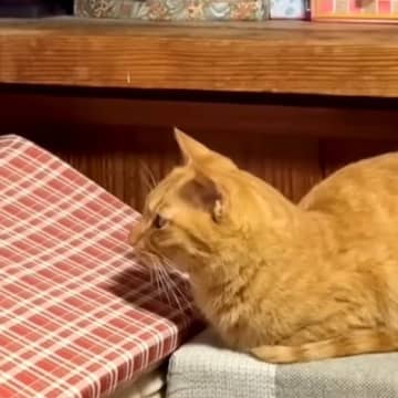 パパがチャンネルを変えると不満そうな猫→真剣に見ていたのは…『まさかのモノにハマっている姿』に「表情可愛すぎ」「言葉理解してるｗ」