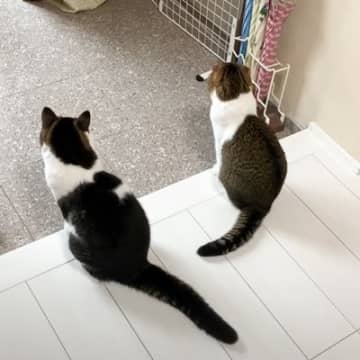ママを寂しそうに見送る親子猫→帰ってくると…2匹が見せた『可愛すぎる反応』が101万再生「後ろ姿が切ない」「健気さがたまらん」