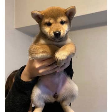 初めのころは「ぎこちない表情」をしていた柴の子犬→お迎えから5年後には「可愛い笑顔」が魅力のコに成長！
