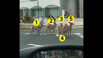 【なぜ】思わぬところで“群れ”と遭遇…警察官に追いかけられる5頭の鹿　海岸にイワシの大群…持ち帰って食べて大丈夫？「衛生上の保証できないため注意を」