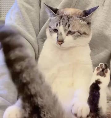 歯磨き後でちょっと不機嫌な猫　ご機嫌斜めをアピールしつつも「抱っこはしてほしい」と葛藤する姿にキュン！