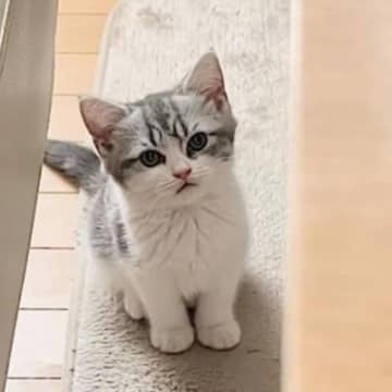 こんなにも小さかった子猫が１年後になると…驚きの急成長をとげた『現在の様子』が1万1000いいね「愛情を注がれた証」「面影があるね」