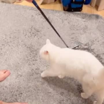 パパがゴルフクラブを取り出した次の瞬間→猫がとった『まさかの行動』に爆笑の声続出「うちも買おうかなｗ」「練習にならないねｗ」と57万再生
