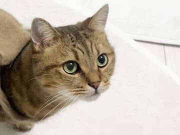 愛猫の抜けた毛を集めて？　とった行動に「この発想はなかった」「すごい！」