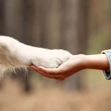 犬の足の状態でわかる『危険な症状』5選　病気の可能性やチェックすべきポイントまで