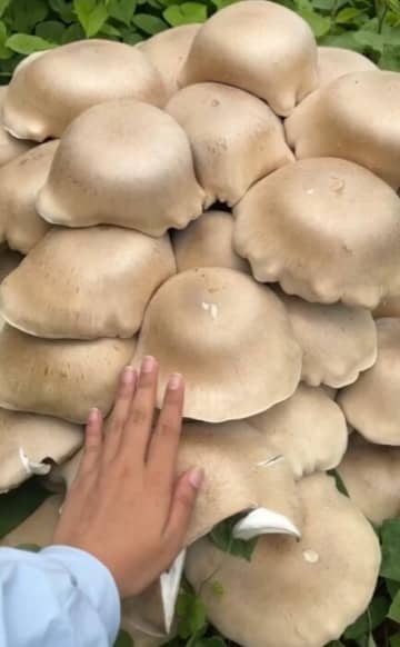 広西・賀州市で巨大キノコ発見、持ち上げるのに4人がかり―中国