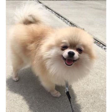 “優しさと悲しさ”が入り混じった表情の保護犬と家族に→6年が経過し、たくさんの笑顔を見せるようになった変化にグッとくる！
