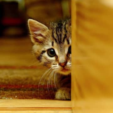実は愛猫を悩ませているかも…猫を『不安にさせる』飼い主のダメ行動4選