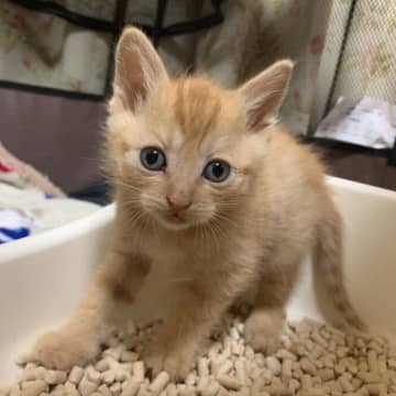 「いらないから」と保健所に持ち込まれた子猫→飼い主さんと出会い380gから成長した現在の姿がかわいすぎる