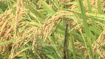 コメ値上がり続く…東京23区の消費者物価指数【5月】