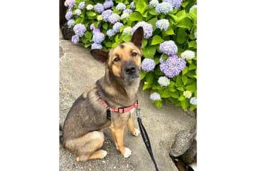 フレンドリーな元保護犬がトイプーと遭遇→まさかの展開に慰めの声　「戸惑いますね」「切なそうな顔がかわいい（笑）」