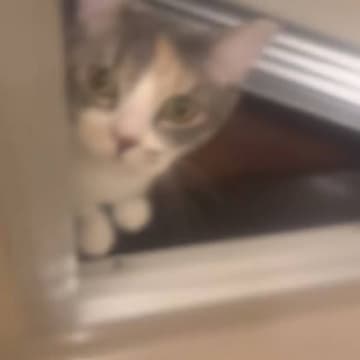 飼い主さんがお風呂で『熱唱』していたら…水大嫌いなはずの猫がとった『まさかの行動』が315万再生「かわいいｗｗｗ」「愛だねぇ」