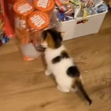 キッチンから音がすると思ったら、ポテチの前で赤ちゃん猫が…名前を呼んでみると→悶絶必至の反応が77万再生「可愛すぎ」「なにもしてにゃｗ」