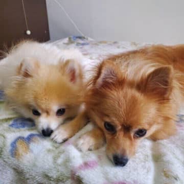 犬が「ふー」とため息をつく理由と注意点 　犬の体調不良や病気が原因の可能性も