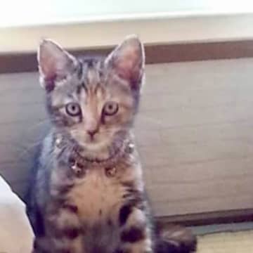 『3万円で叩き売りされていた猫』を飼った結果…13年が経過した『現在の様子』が泣けると1万いいね「本当に良かった」「ジーンときた」