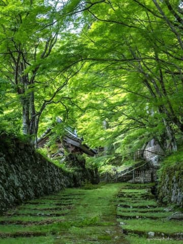 苔むす参道と若葉のトンネル　時間を忘れるほど美しい滋賀・百済寺の〝緑の世界〟