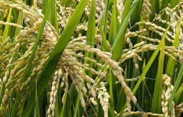 備蓄米の申し込み分が確定　埼玉県内の初回分　カインズ、ヤオコー、ベルクなど6社、計2万3244トン　各社、納品時期は「調整中」　早くても6月1日以降の見通し