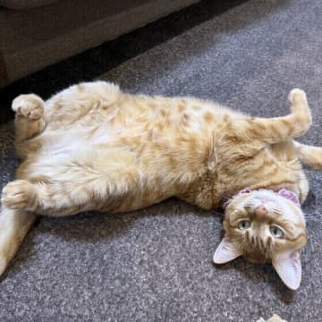「なぜそこに今日も転がっているのか」猫が“落ちる”理由を専門家が解説