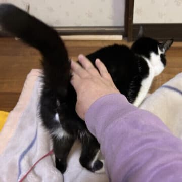 猫が「おしりトントン」が好きなワケとは？　喜ぶ触り方にはコツも｜獣医師解説