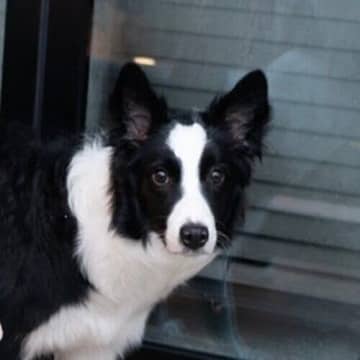 ケンカをする姉弟の横で飼い主を見つめる犬！　行動の意味を獣医師が解説