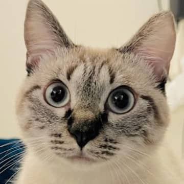 「この目つきの差よ」　同じ猫とは思えぬ表情の差に「ギャップすごい」「どっちも好き」とSNS驚愕