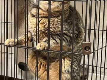 どうしてそうなった…！　個性的すぎる体勢の猫に「爆笑した」「優勝すぎる」